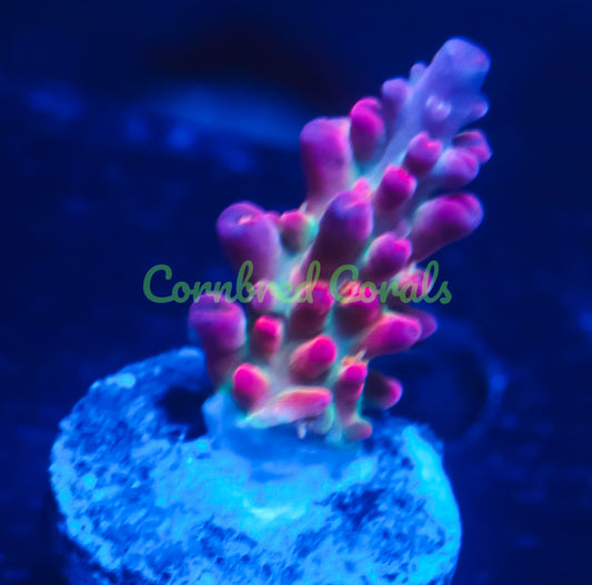 Cornbred's Birthday Cake Acro -WYSIWYG