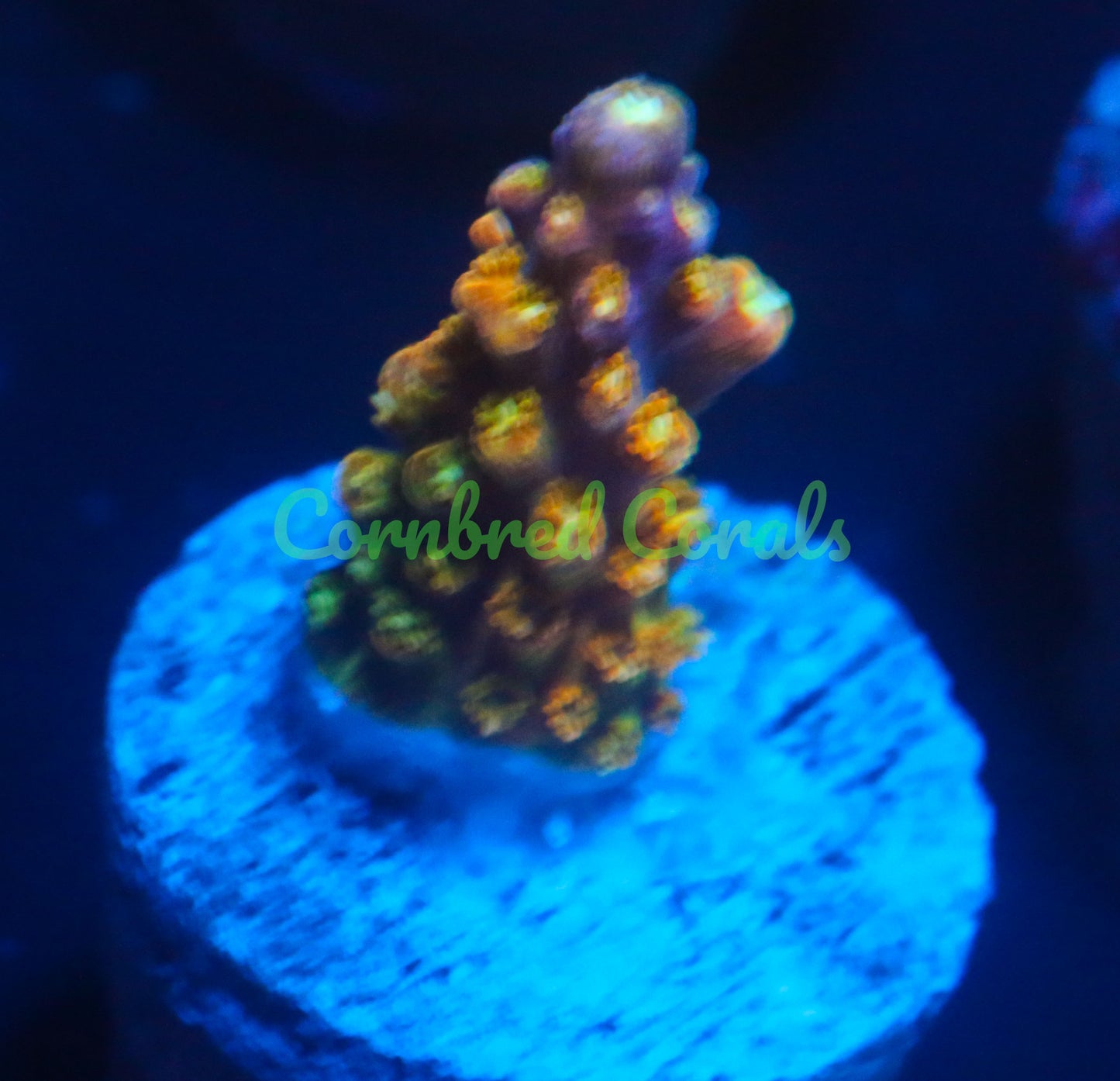 Cornbred's Golden Jawbreaker Acro - WYSIWYG