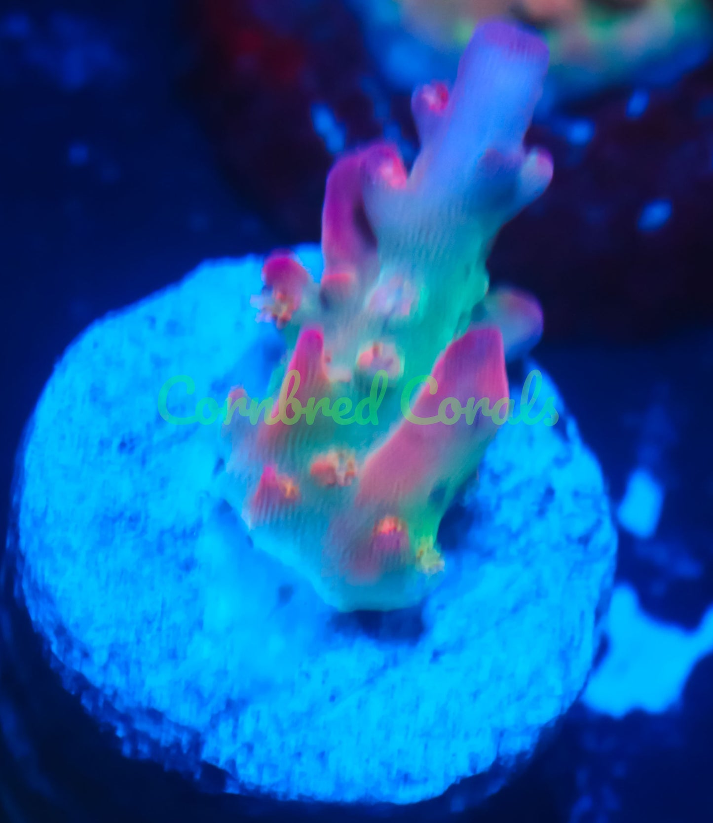 Cornbred's Birthday Cake Acro -WYSIWYG