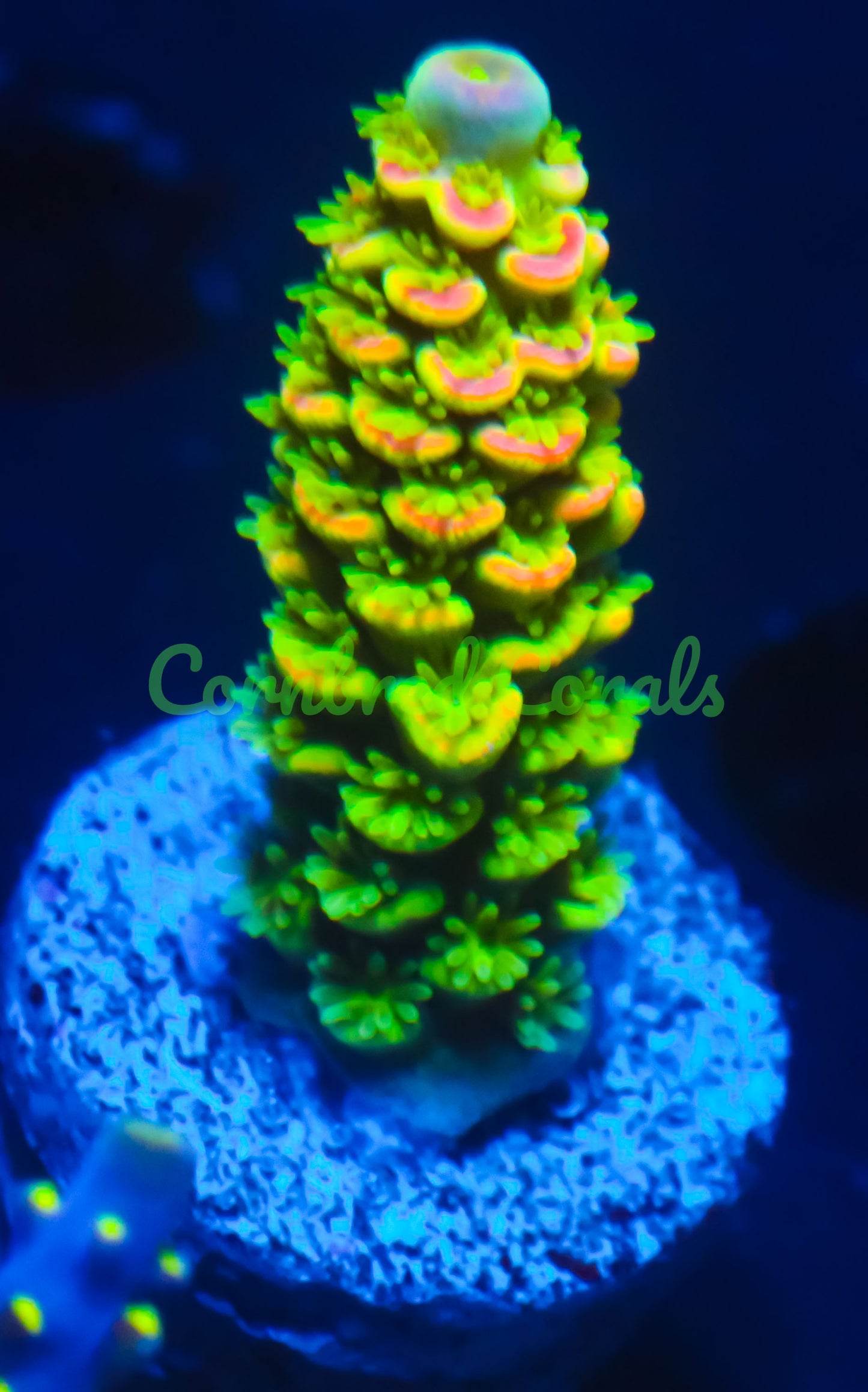 Cornbred's Yellow Passion Acro - WYSIWYG
