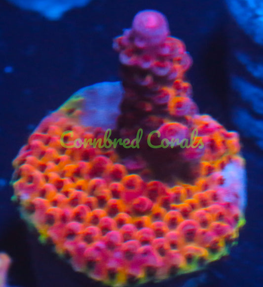 Cornbred's OMG Acro - WYSIWYG