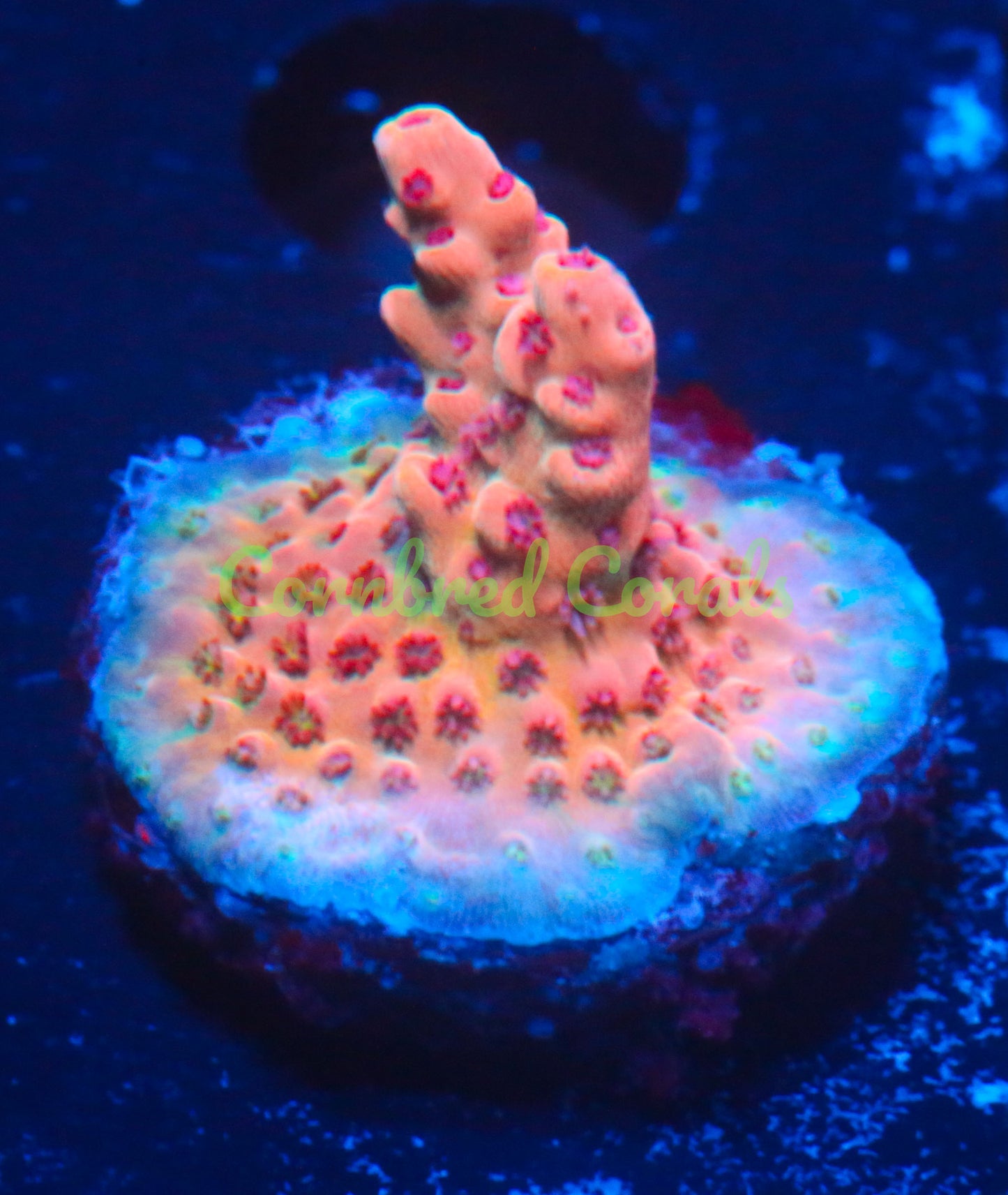 Cornbred's Tigers Blood Acro - WYSIWYG