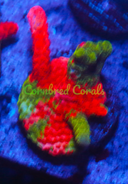 Cornbred's Tropical Grafted Digi - WYSIWYG