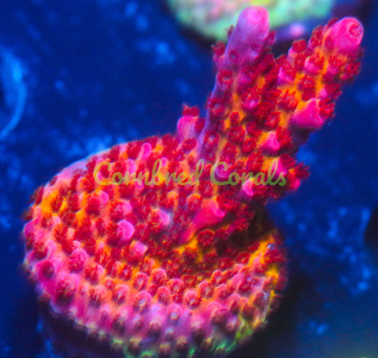 Cornbred's OMG Acro - WYSIWYG