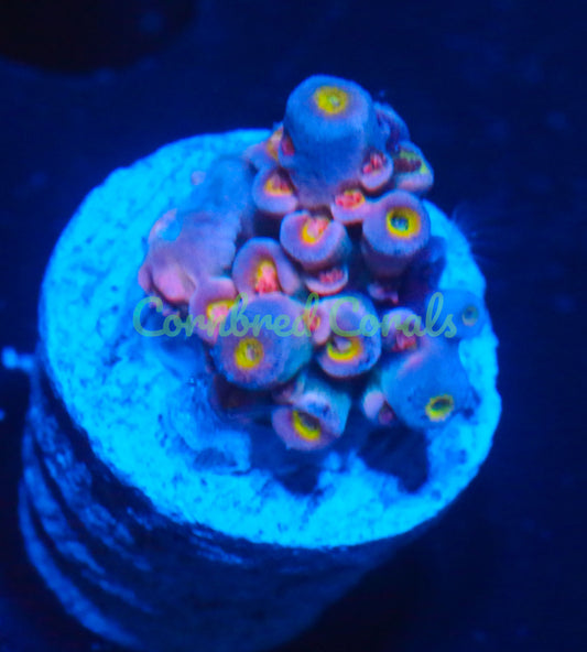 Cornbred's Unicorn Poop Acro - WYSIWYG