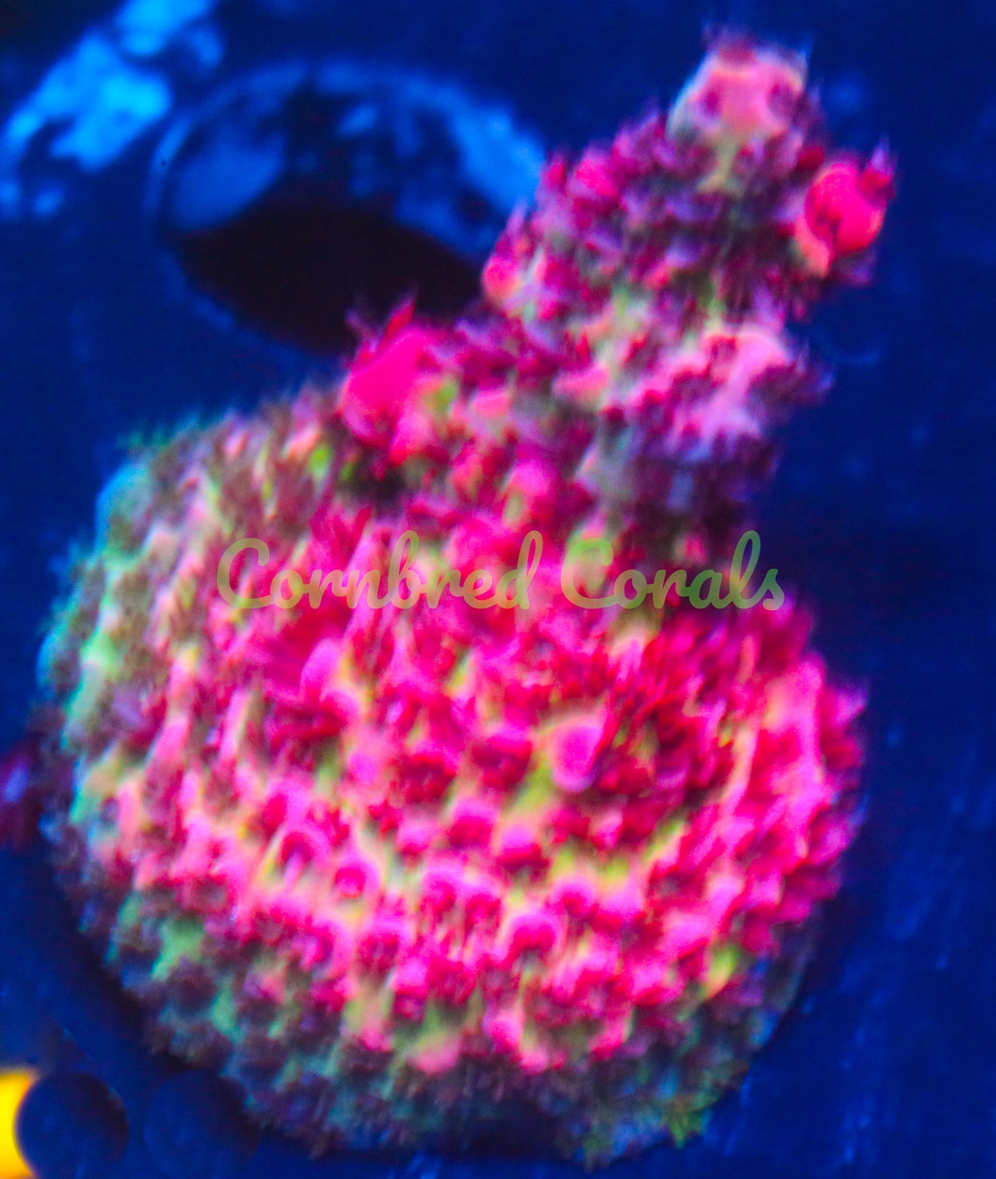 Cornbred's Dippin Dots Acro - WYSIWYG