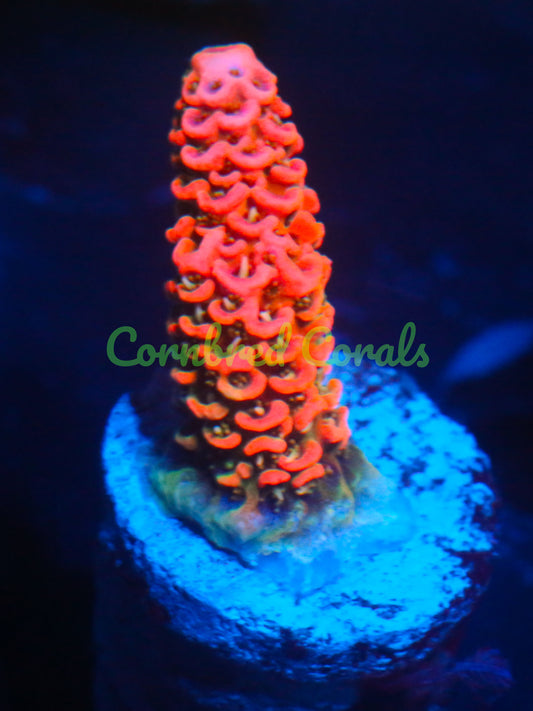 Cornbred's Really Really Orange Milli - WYSIWYG