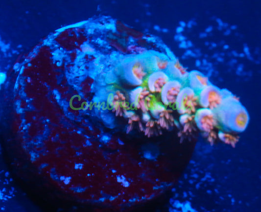 Cornbred's Magic Stick Acro - WYSIWYG