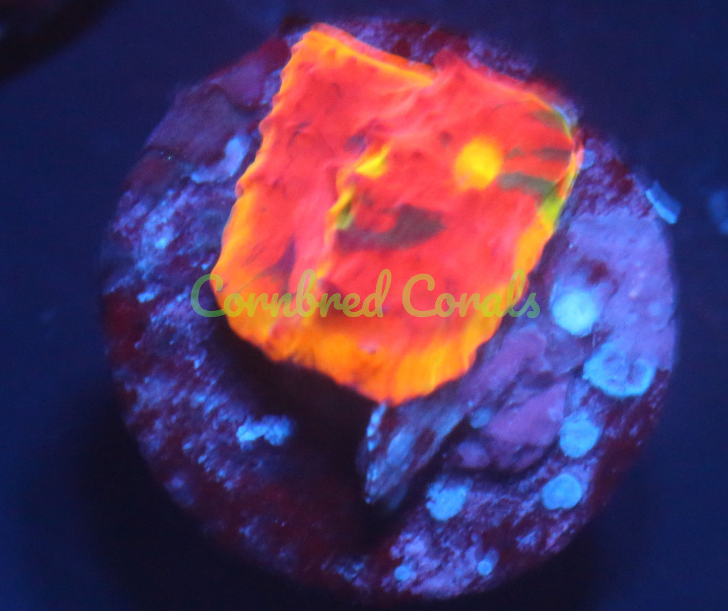 Cornbred's Rainbow Crush Chalice - WYSIWYG
