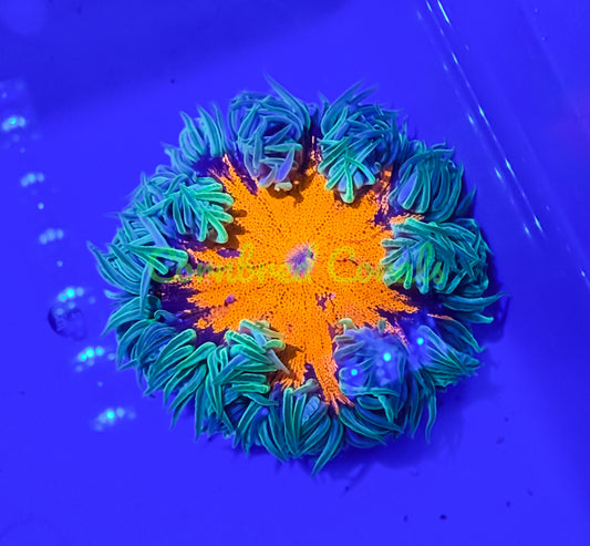 Cornbred's Jack-O-Lantern Rock Nem - WYSIWYG