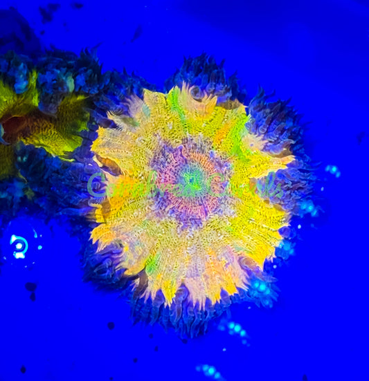 Cornbred's Rainbow Tie-Dye Rock Nem - WYSIWYG