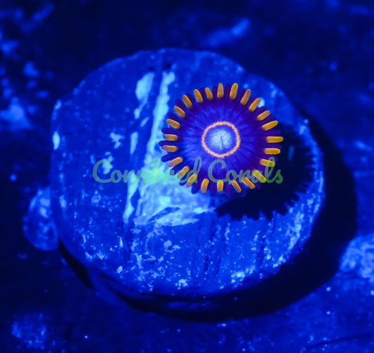 Cornbred's Blue Hornet Zoas