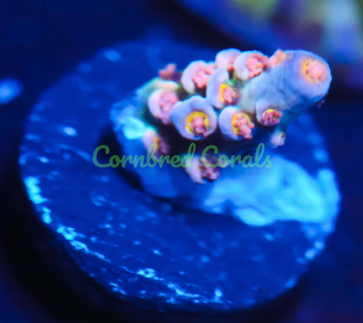 Cornbred's Angry Bird Acro - WYSIWYG