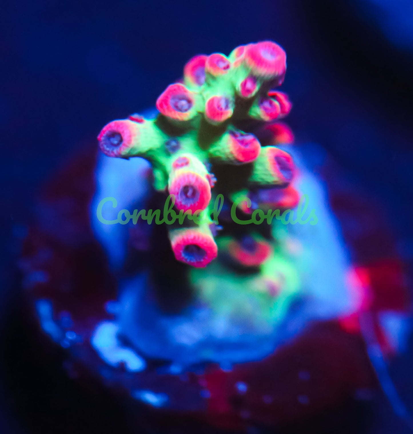 Cornbred's Atomic Fireball Acro  - WYSIWYG