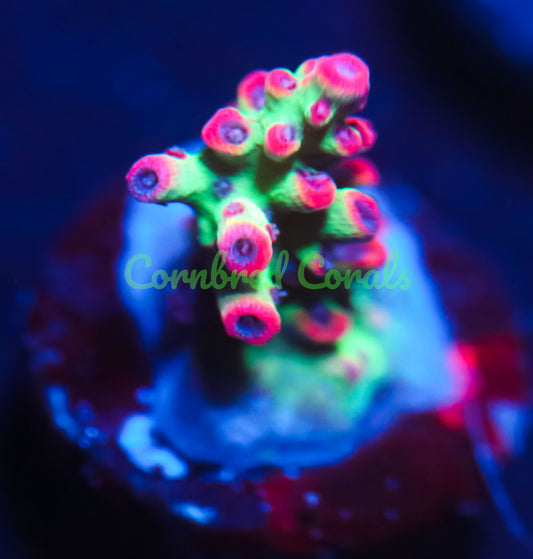 Cornbred's Atomic Fireball Acro  - WYSIWYG