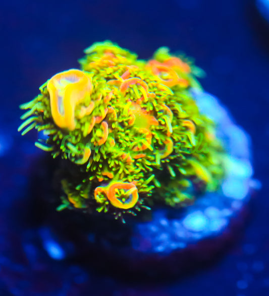 Cornbred Presents Jason Fox's Solar Flare Milli - WYSIWYG