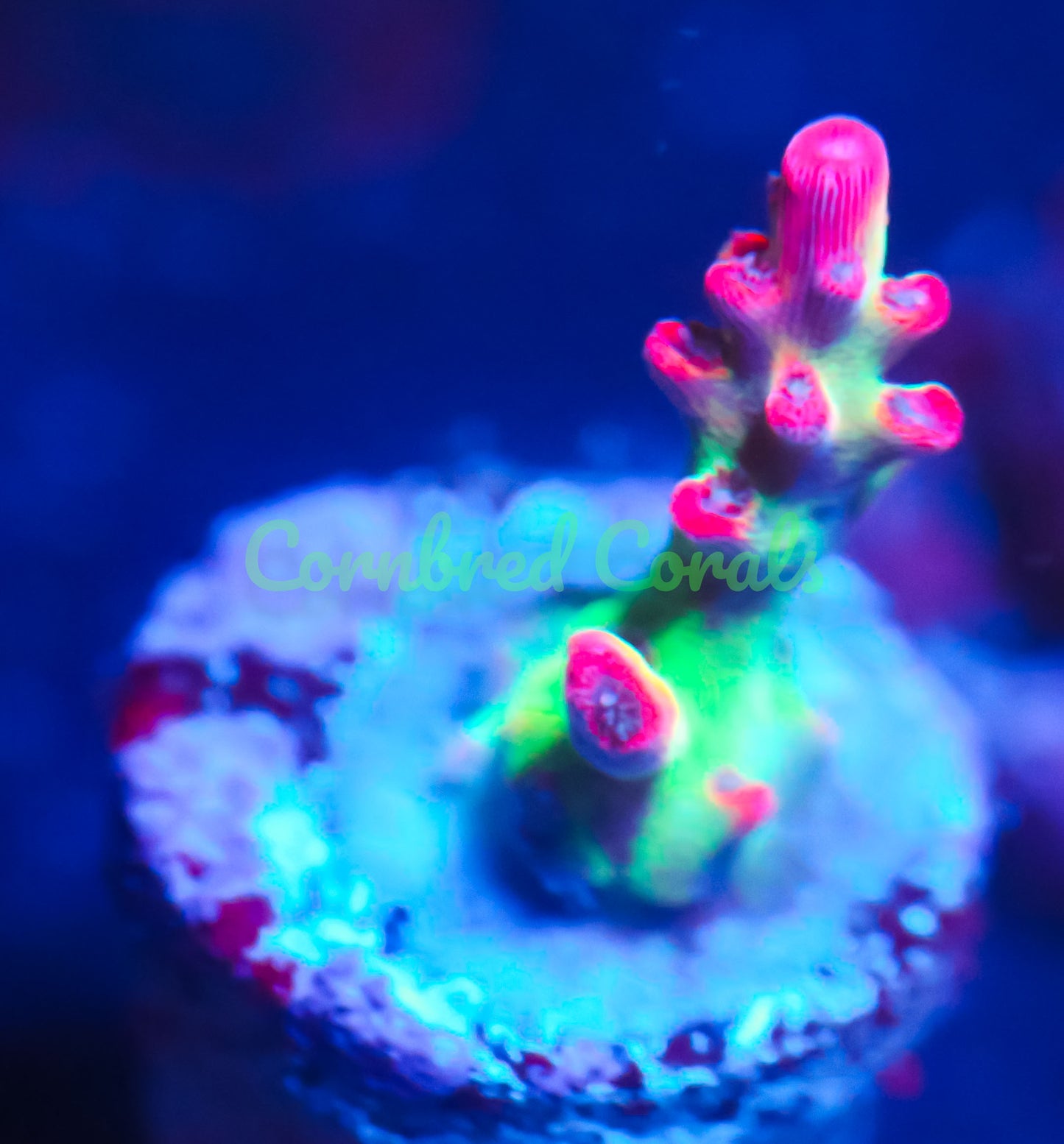 Cornbred's Atomic Fireball Acro  - WYSIWYG
