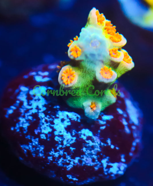 Cornbred's Orange Passion Acro - WYSIWYG