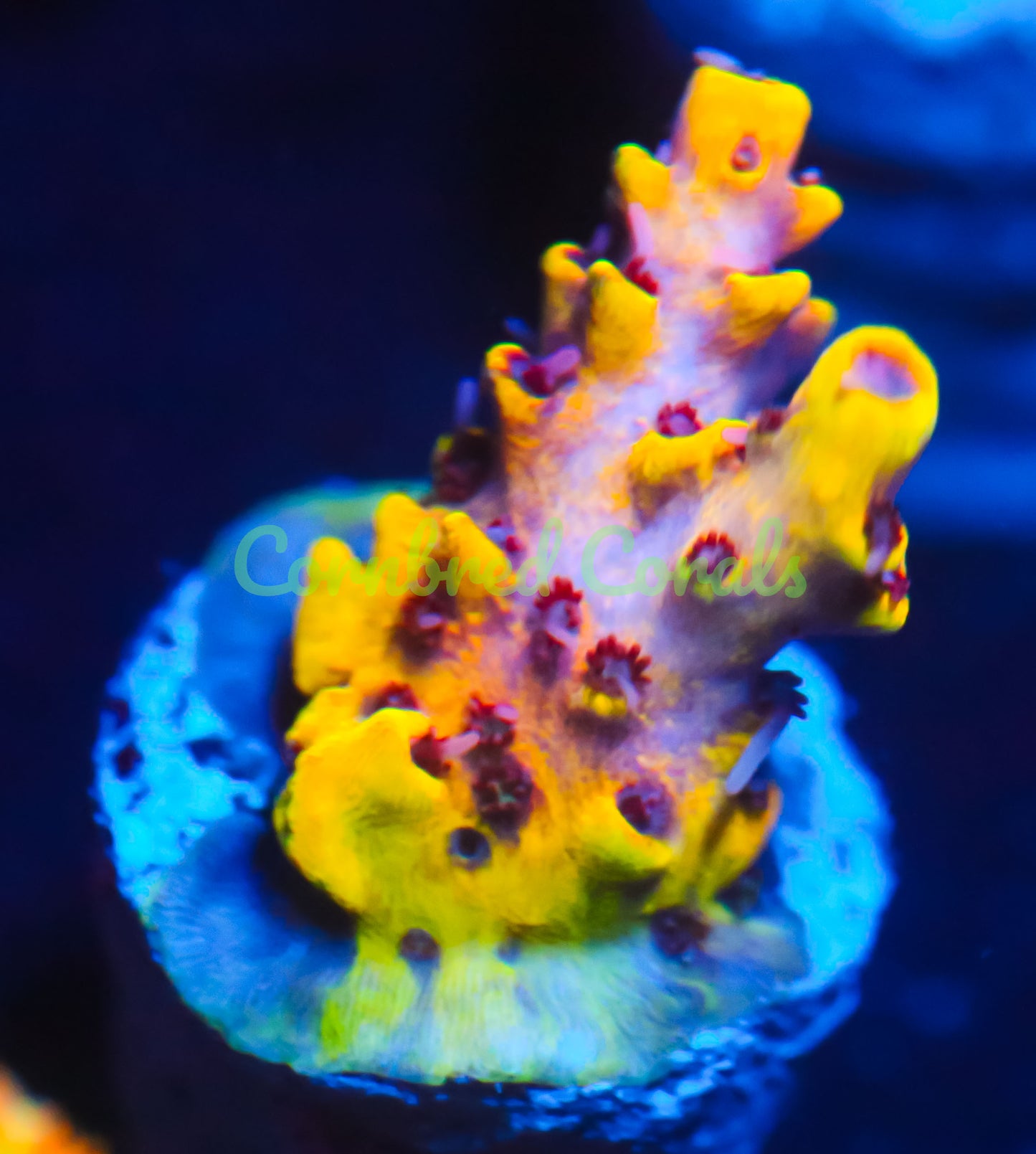 Cornbred's Flaming Phoenix Acro  - WYSIWYG
