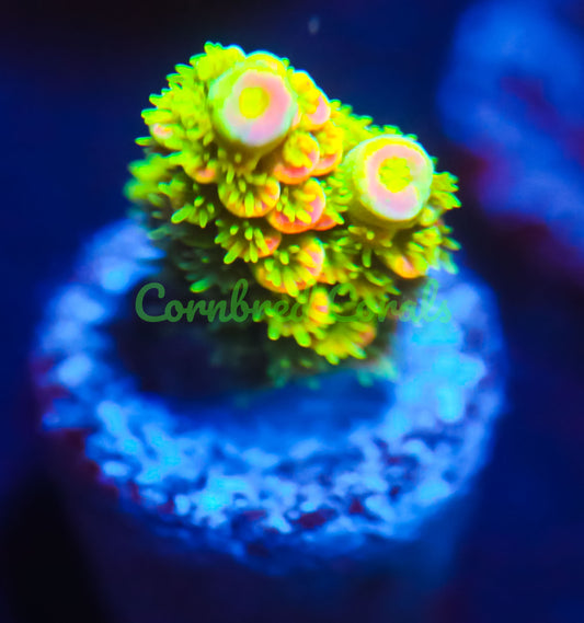 Cornbred's Yellow Passion Acro - WYSIWYG