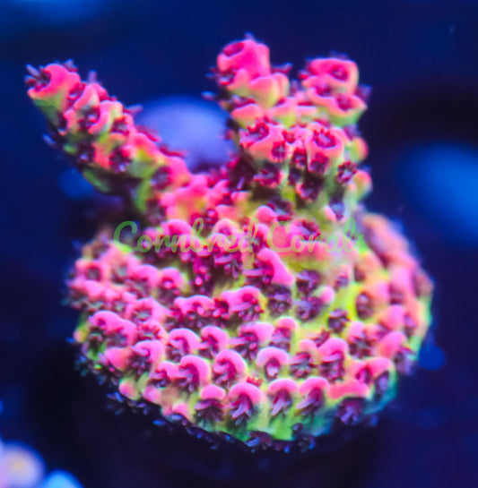 Cornbred's Dippin Dots Acro - WYSIWYG acro