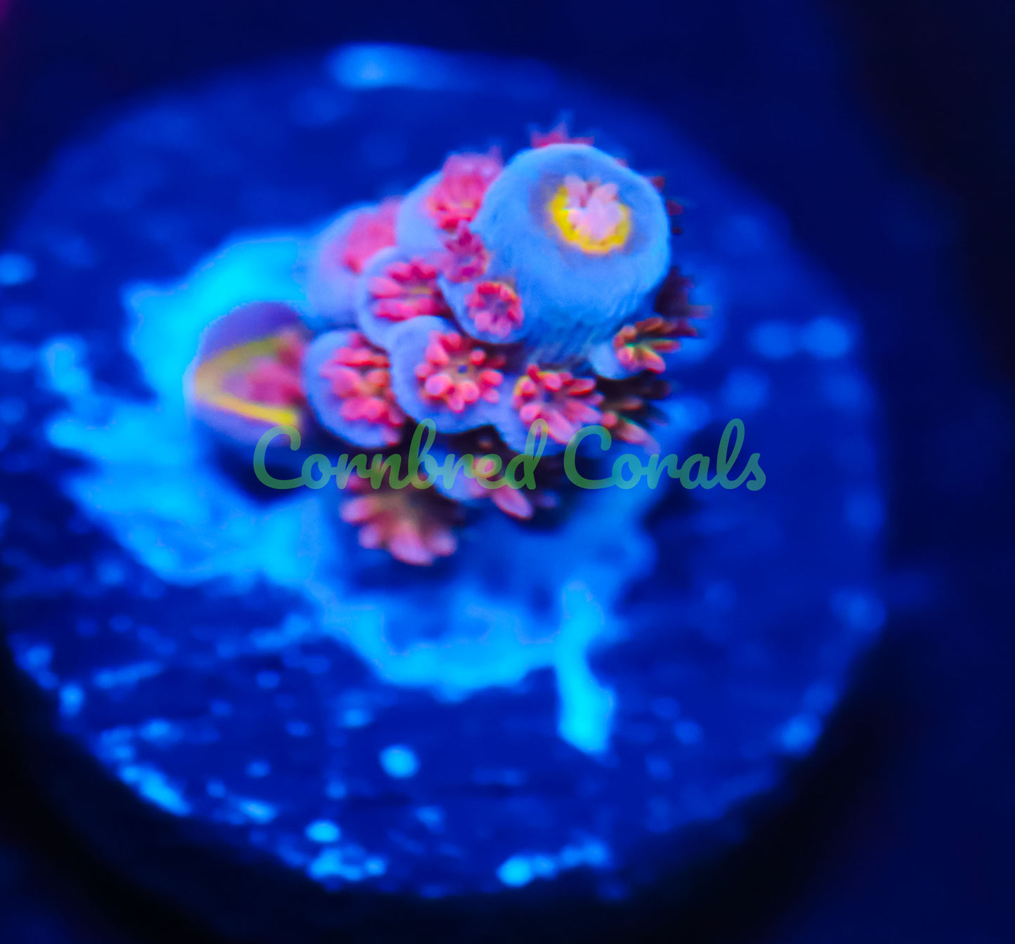 Cornbred's Angry Bird Acro - WYSIWYG