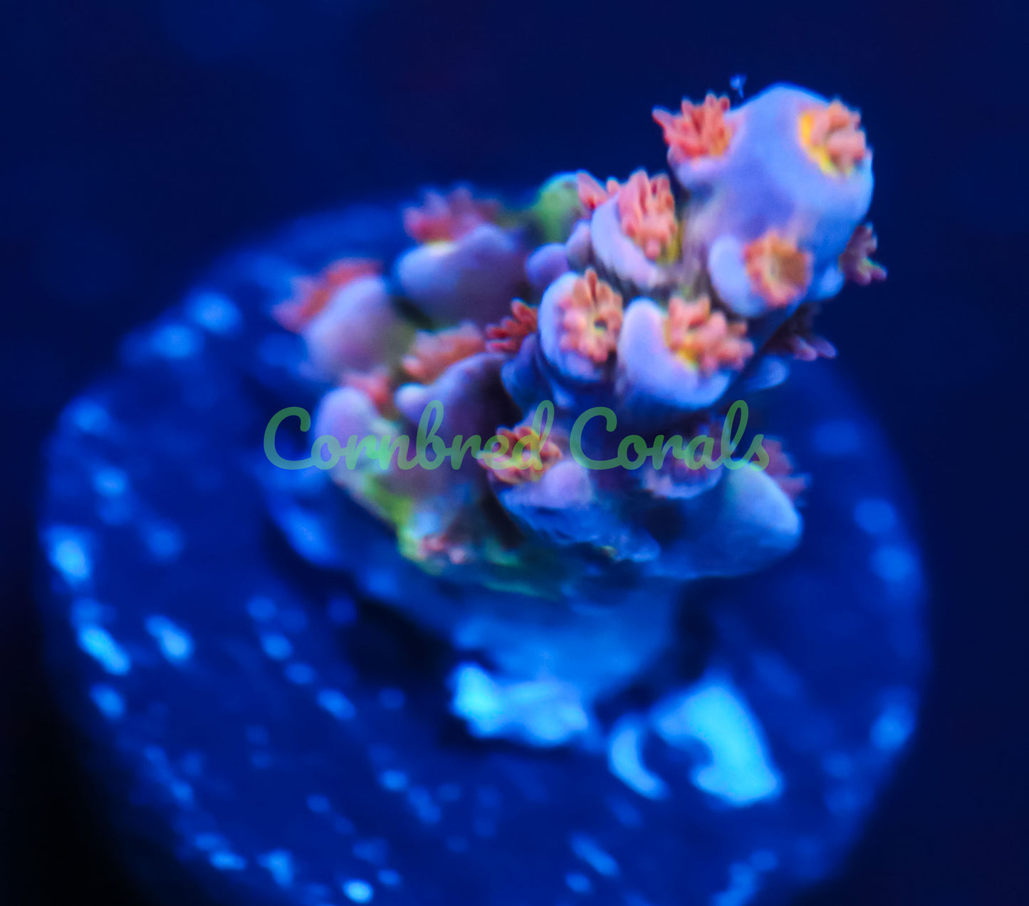 Cornbred's Angry Bird Acro - WYSIWYG