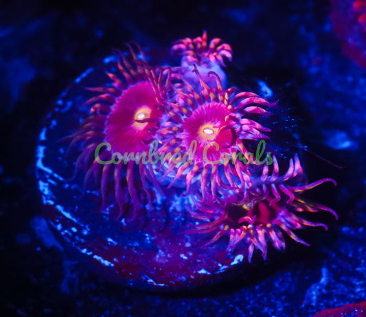 Cornbred Presents Big R's Bozo Zoas - WYSIWYG