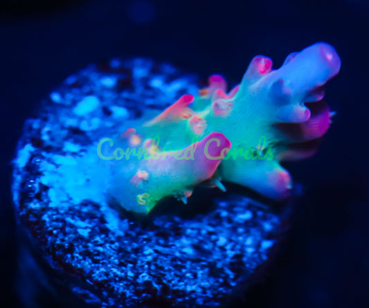 Cornbred's Birthday Cake Acro -WYSIWYG