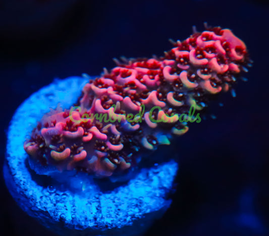 Cornbred's Really Really Pink Milli - WYSIWYG