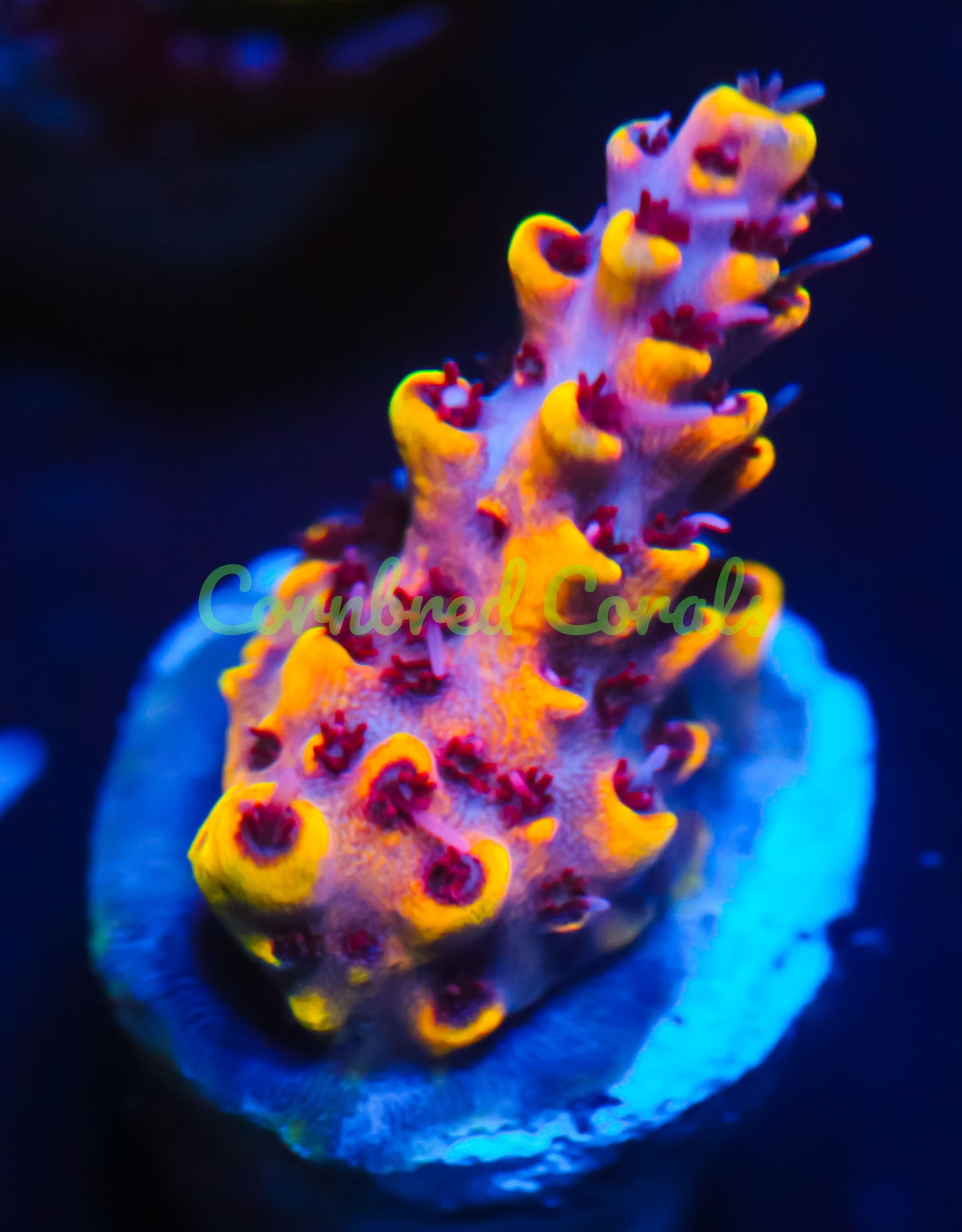 Cornbred's Flaming Phoenix Acro  - WYSIWYG (Copy)