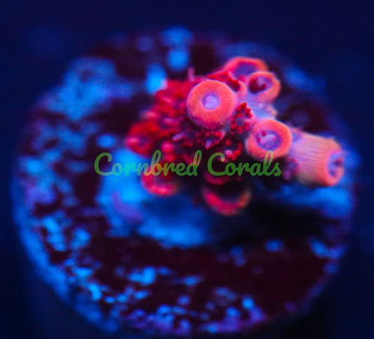 Cornbred's Princess Peach Acro - WYSIWYG