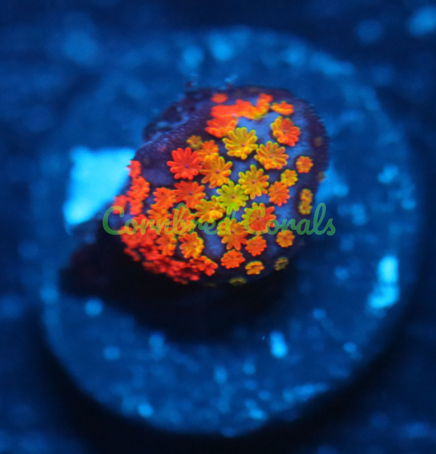 Cornbred's Summer Rainbow Monti- WYSIWYG