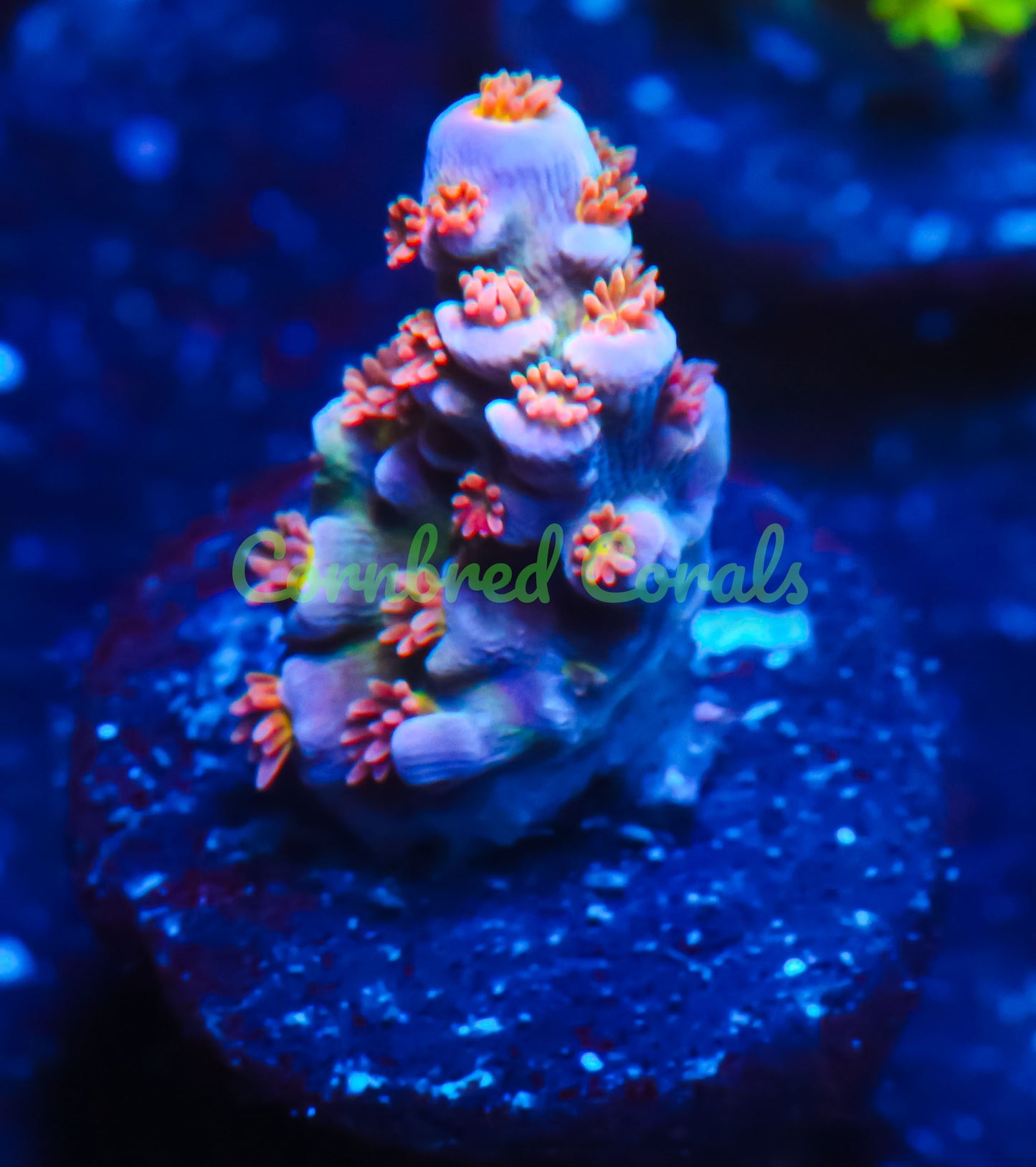 Cornbred's Angry Bird Acro - WYSIWYG