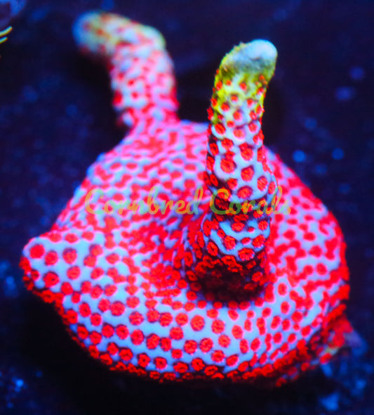 Cornbred's Bubble Gum Digi - WYSIWYG