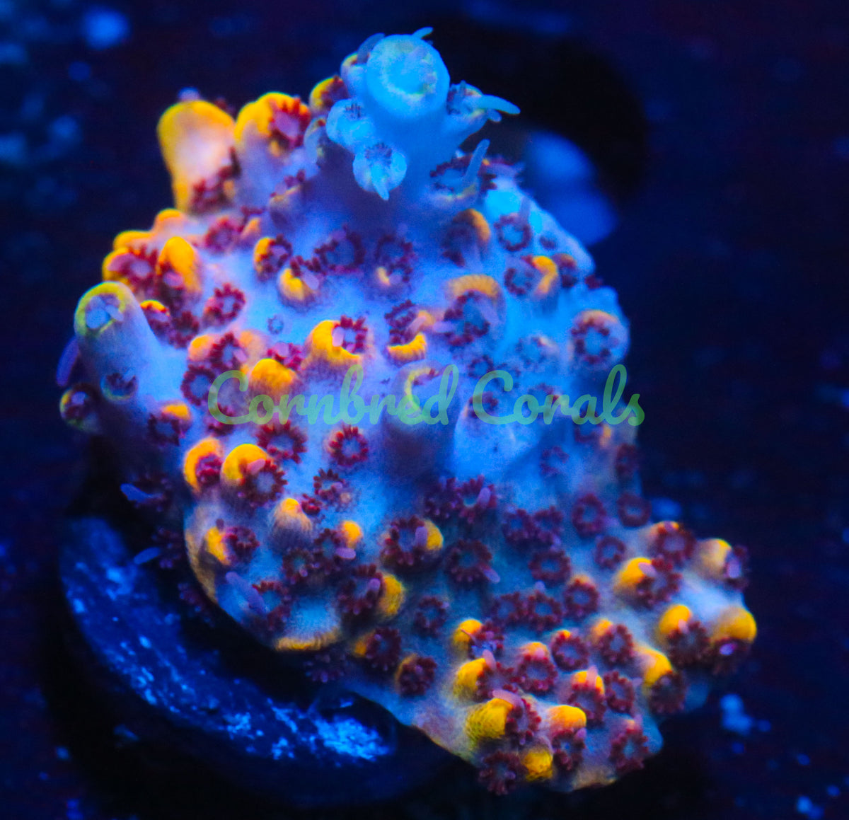 Cornbred's Flaming Phoenix Acro  - WYSIWYG