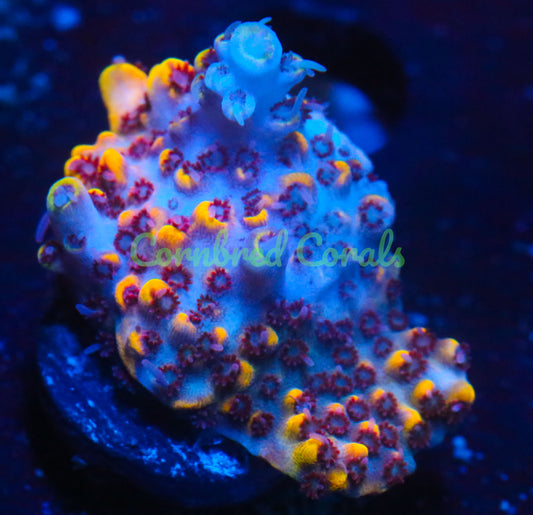 Cornbred's Flaming Phoenix Acro  - WYSIWYG