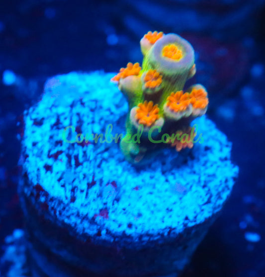 Cornbred's Orange Passion Acro - WYSIWYG