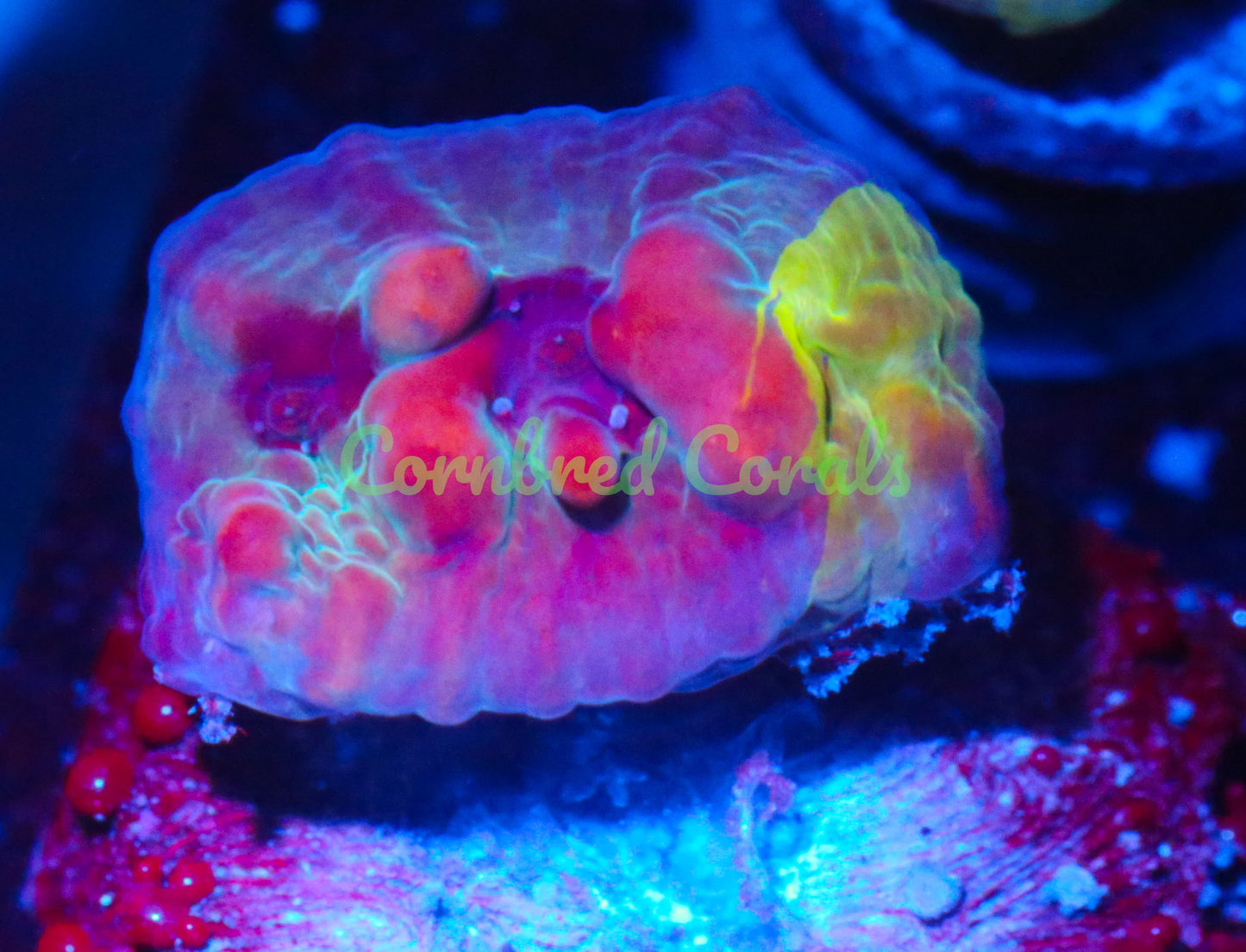 Cornbred Presents WWC's Cosmic Candy Bounce Chalice - WYSIWYG