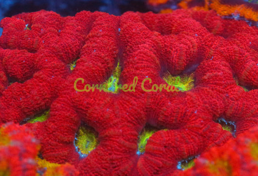 Cornbred's Cherry Bomb Acan