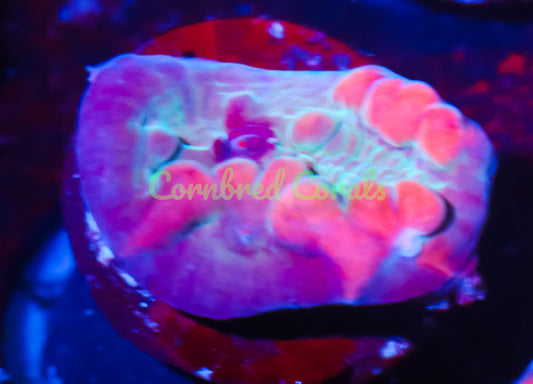 Cornbred Presents WWC's Cosmic Candy Bounce Chalice - WYSIWYG