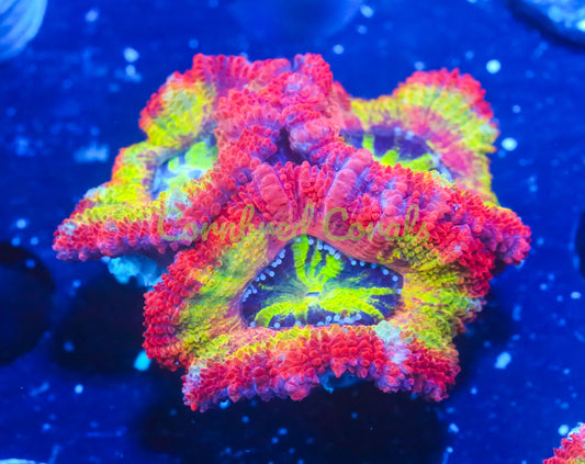 Cornbred's Triple X Fuego Acan - 3 Head Frag