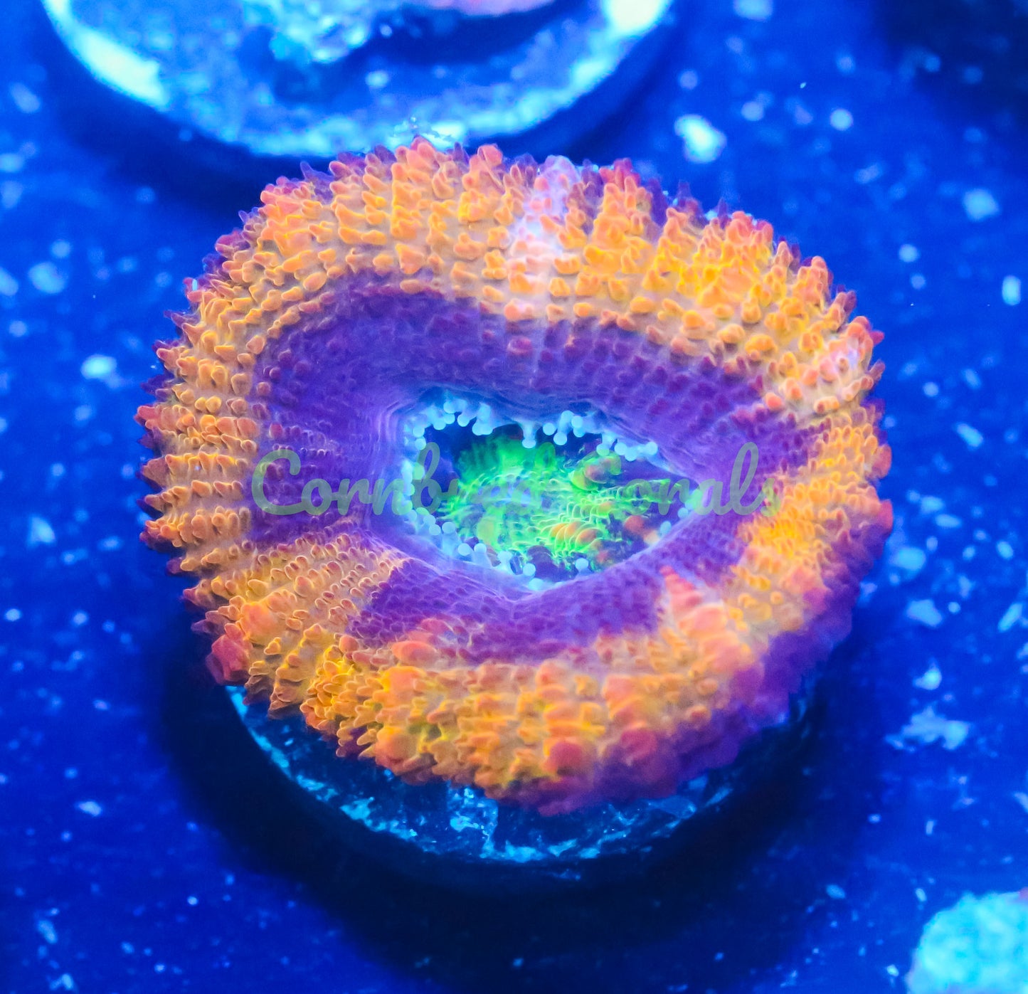 Cornbred's Rainbow T-Rex Acan - WYSIWYG