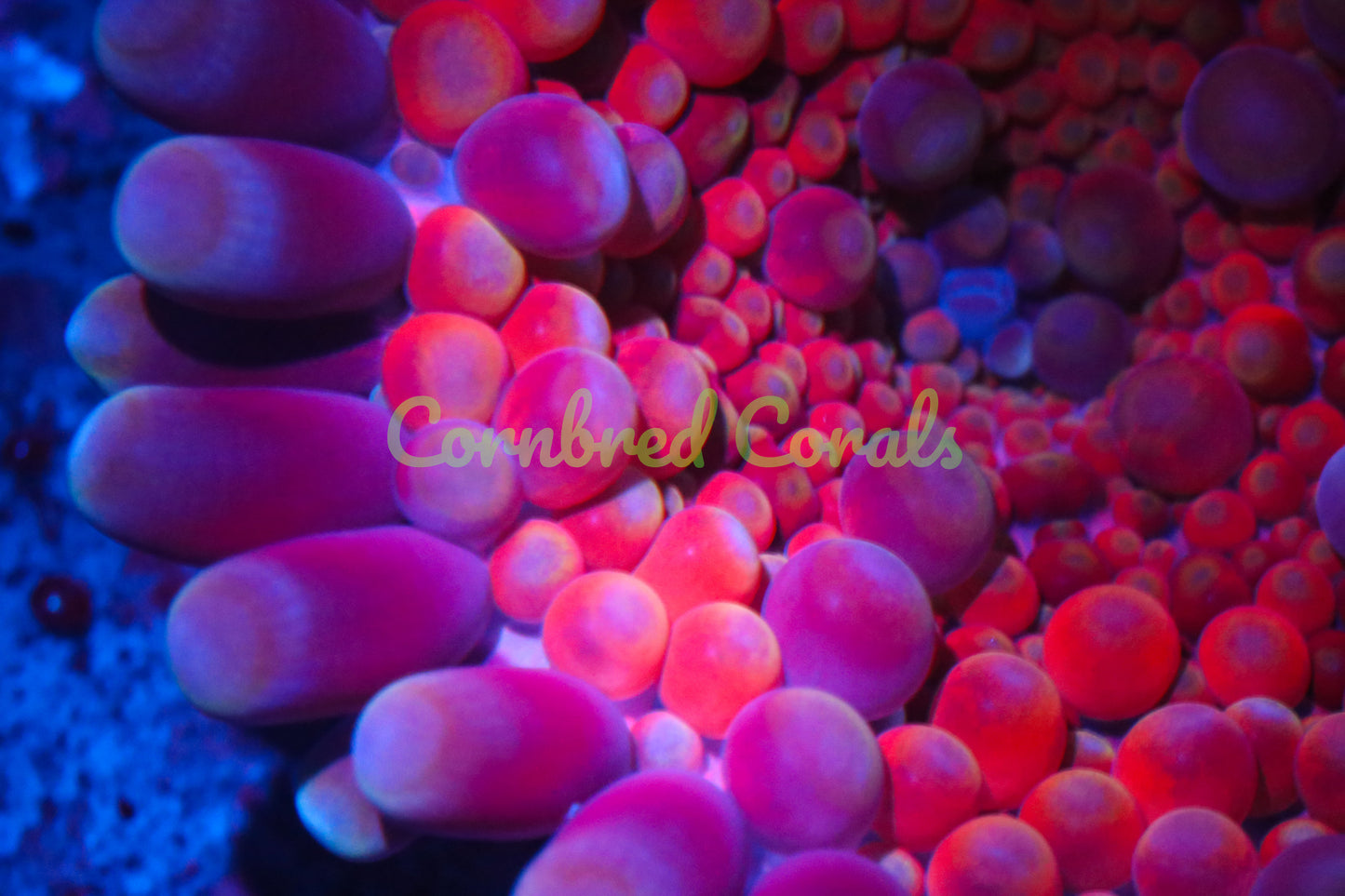 Cornbred's Play Dough  Yuma