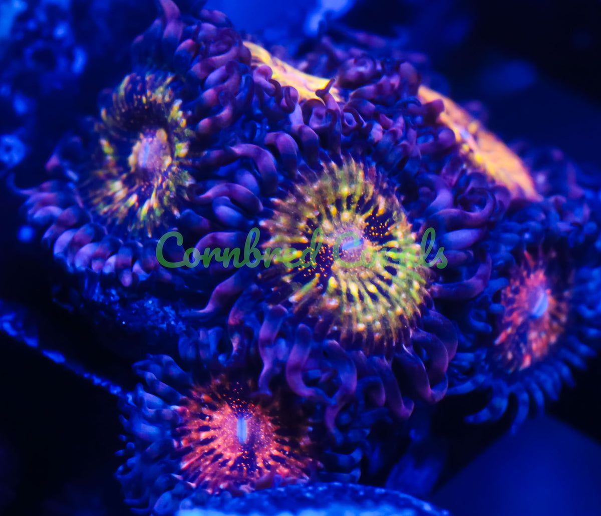Cornbred's Diamond Girlz Palys