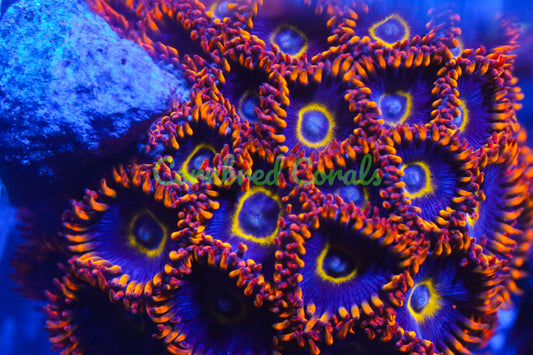 Cornbred's Rainbow Hornet Zoas
