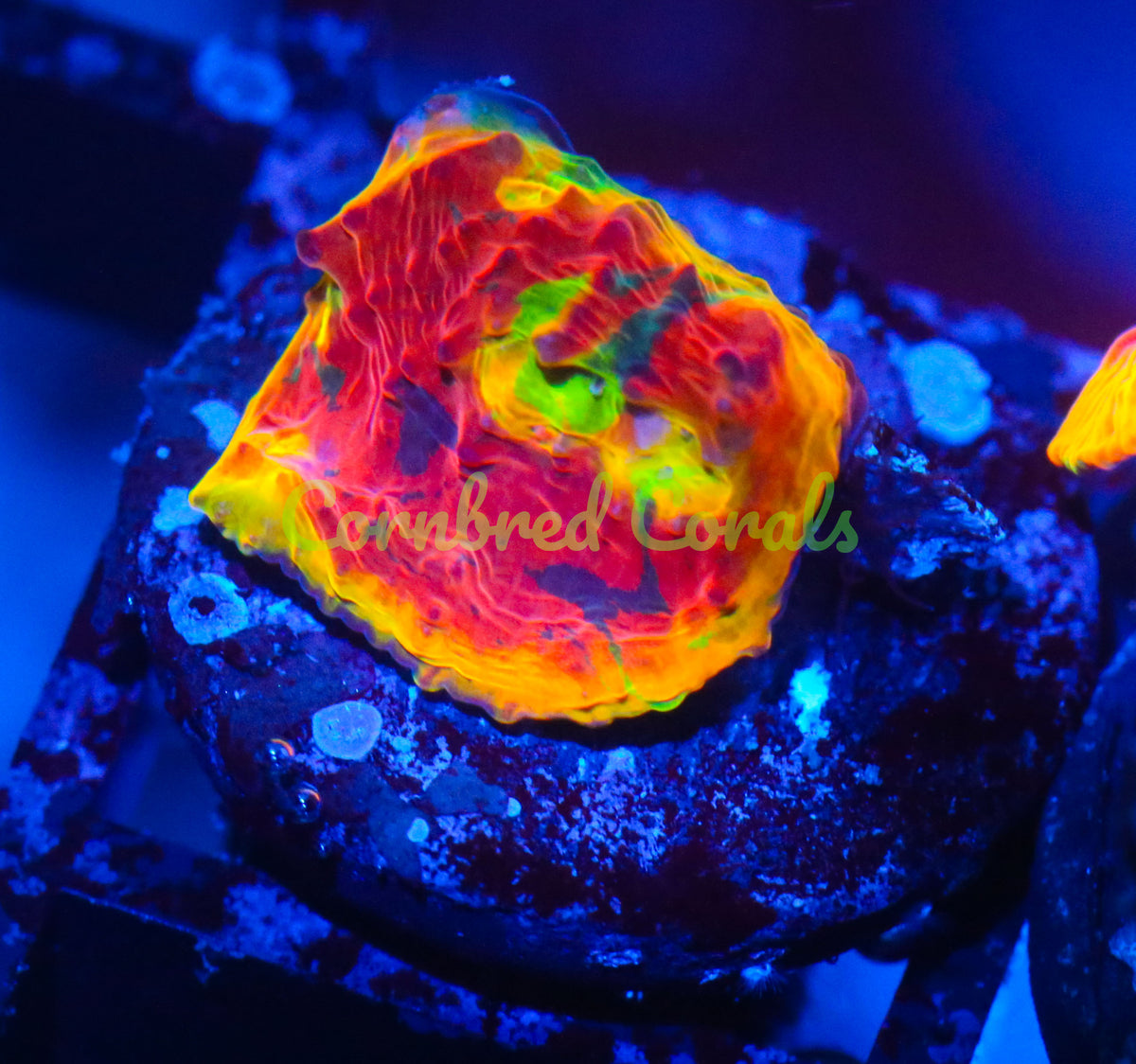 Cornbred's Rainbow Crush Chalice - WYSIWYG