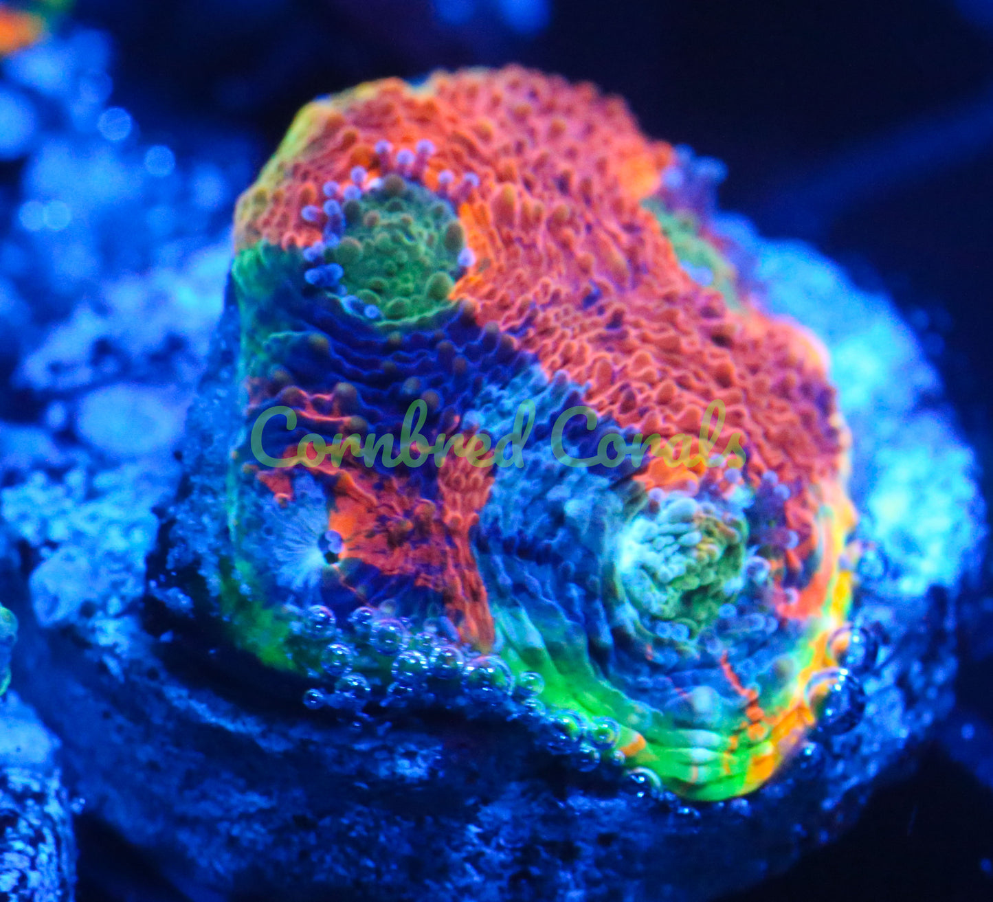 Cornbred's Northern Lights Echinata - WYSIWYG