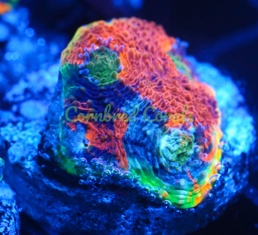 Cornbred's Northern Lights Echinata - WYSIWYG