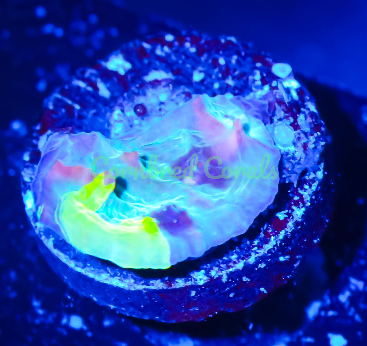 Cornbred Presents WWC's Cosmic Candy Bounce Chalice - WYSIWYG